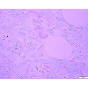 Tissue Control Slide